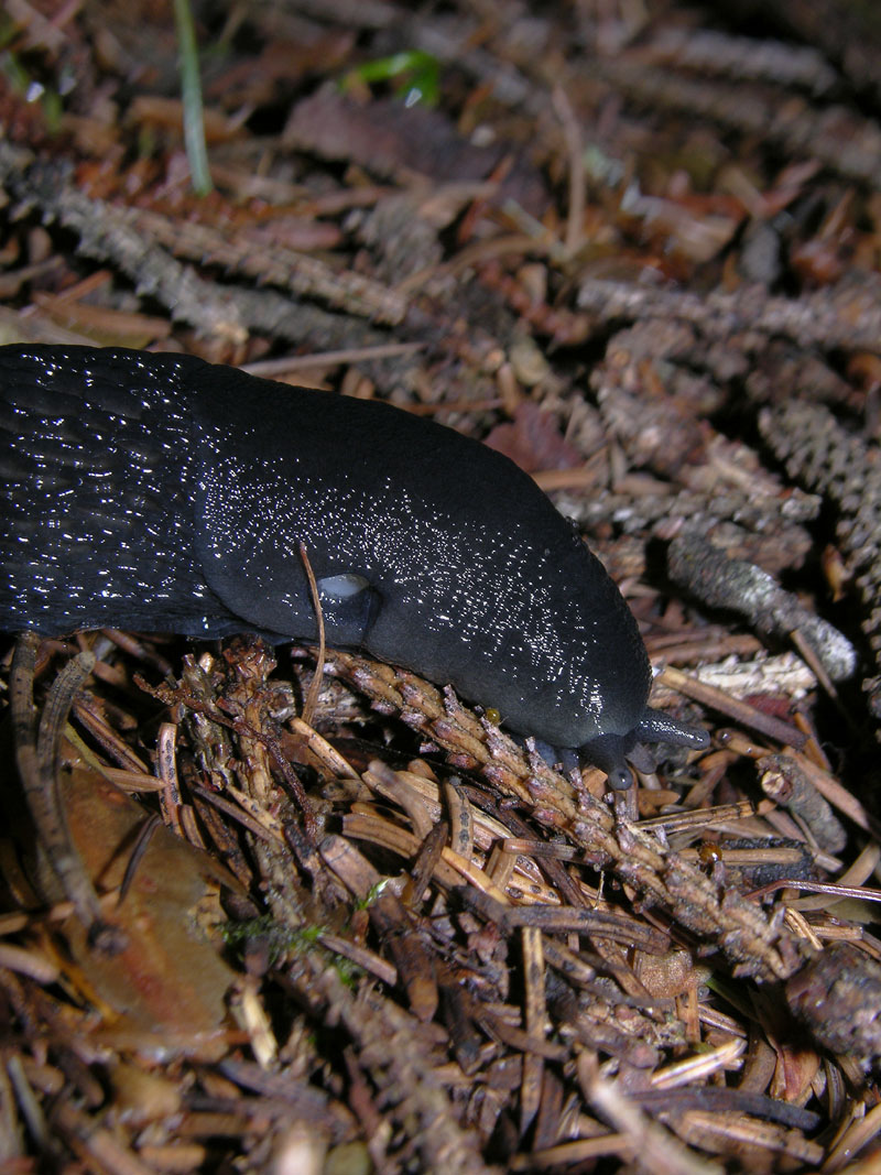 Limax cf cinereoniger da Baselga di Pin (TN)